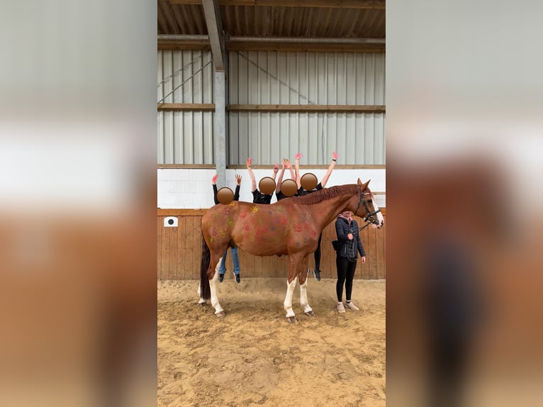 Weitere Warmblüter Wallach 12 Jahre 180 cm Fuchs in Willich