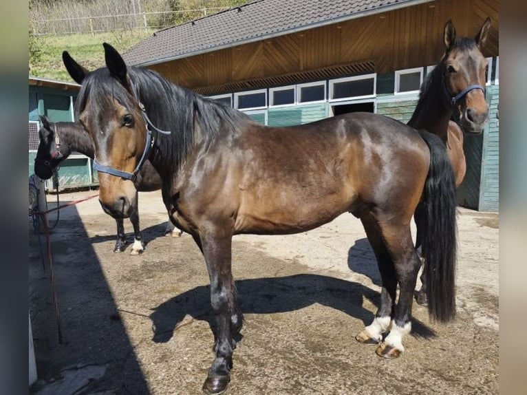 Weitere Warmblüter Wallach 12 Jahre Dunkelbrauner in Rechberg