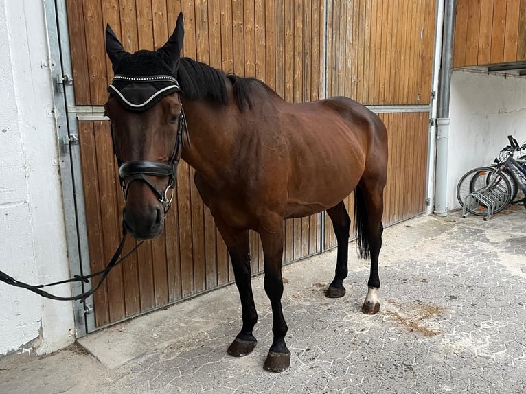 Weitere Warmblüter Wallach 12 Jahre in W&#xFC;rzburg