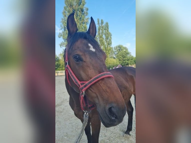 Weitere Warmblüter Wallach 12 Jahre in W&#xFC;rzburg