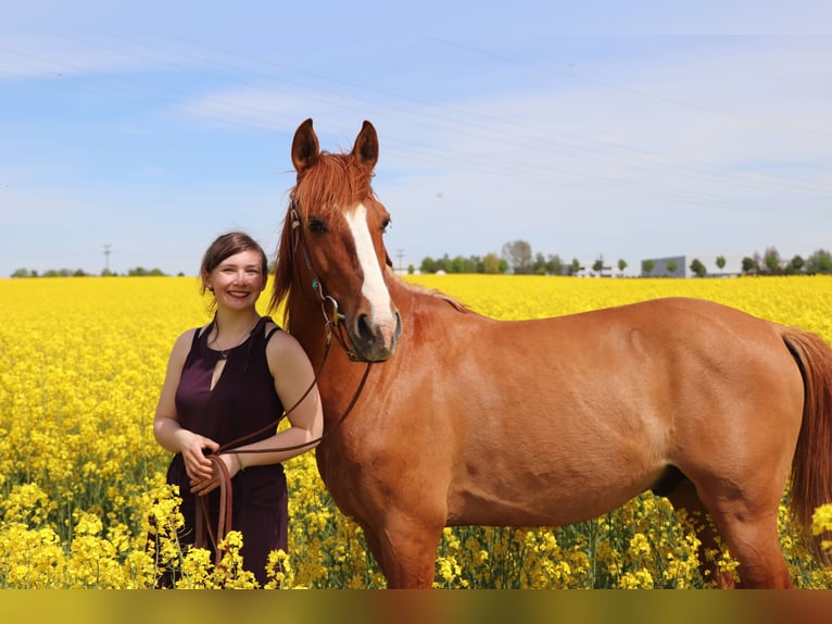 Weitere Warmblüter Wallach 13 Jahre 153 cm Fuchs in Freiberg