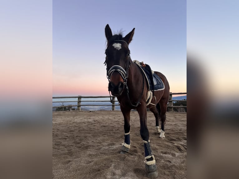 Weitere Warmblüter Mix Wallach 13 Jahre 155 cm Brauner in Kemetberg