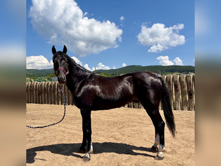 Weitere Warmblüter Mix Wallach 13 Jahre 155 cm Rappe in Sofia
