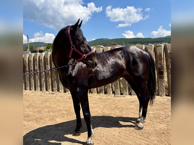 Weitere Warmblüter Mix Wallach 13 Jahre 155 cm Rappe in Sofia