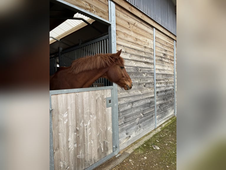 Weitere Warmblüter Wallach 13 Jahre 155 cm Rotbrauner in Breisach am Rhein