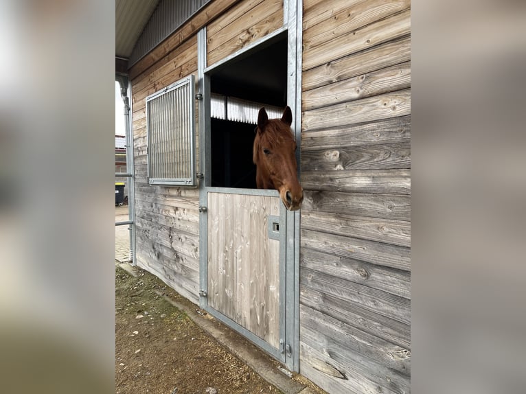 Weitere Warmblüter Wallach 13 Jahre 155 cm Rotbrauner in Breisach am Rhein