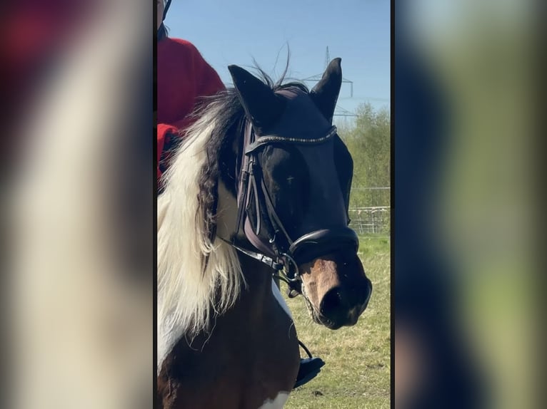 Weitere Warmblüter Mix Wallach 13 Jahre 156 cm Schecke in Nuthe-Urstromtal