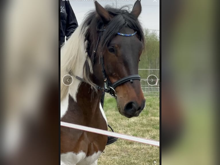 Weitere Warmblüter Mix Wallach 13 Jahre 156 cm Schecke in Nuthe-Urstromtal