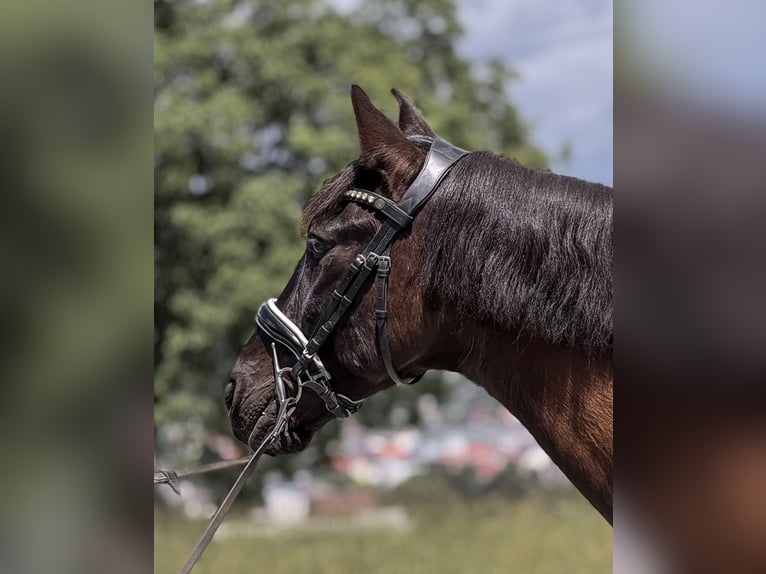 Weitere Warmblüter Mix Wallach 13 Jahre 157 cm Rappe in Feldkirchen in Kärnten