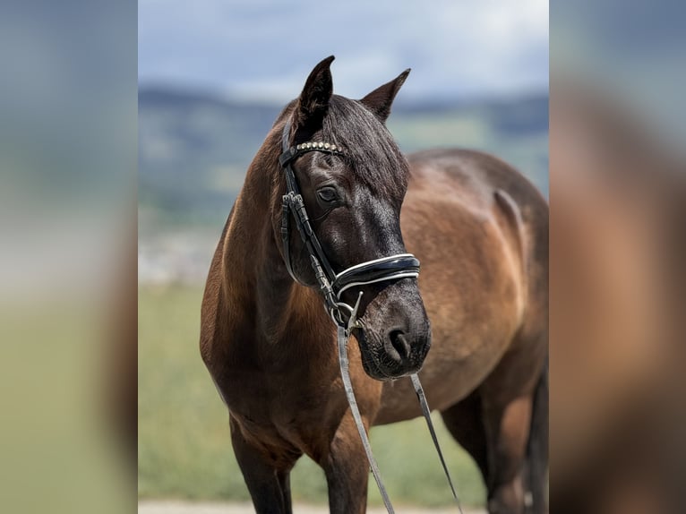 Weitere Warmblüter Mix Wallach 13 Jahre 157 cm Rappe in Feldkirchen in Kärnten