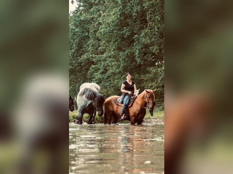 Weitere Warmblüter Mix Wallach 13 Jahre 158 cm Fuchs in Kulmbach