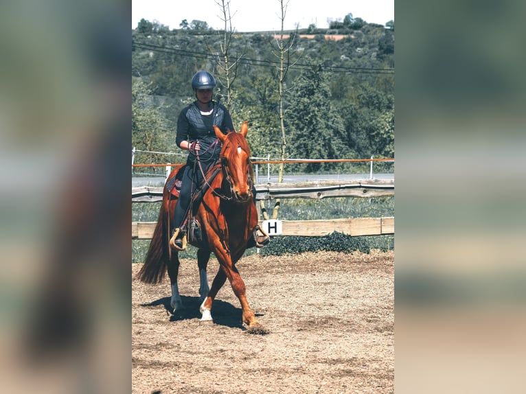 Weitere Warmblüter Mix Wallach 13 Jahre 158 cm Fuchs in Kulmbach