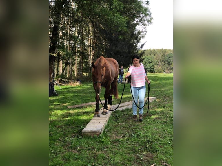 Weitere Warmblüter Mix Wallach 13 Jahre 158 cm Fuchs in Kulmbach