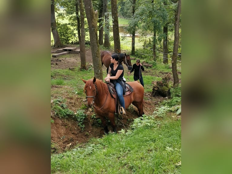 Weitere Warmblüter Mix Wallach 13 Jahre 158 cm Fuchs in Kulmbach