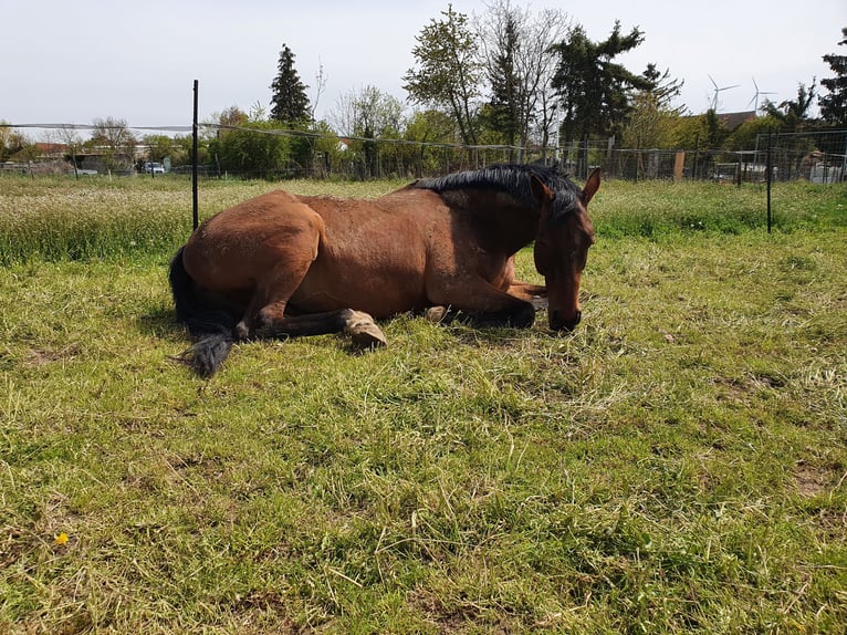 Weitere Warmblüter Wallach 13 Jahre 160 cm Brauner in Framersheim