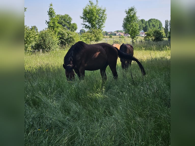 Weitere Warmblüter Wallach 13 Jahre 160 cm Brauner in Framersheim