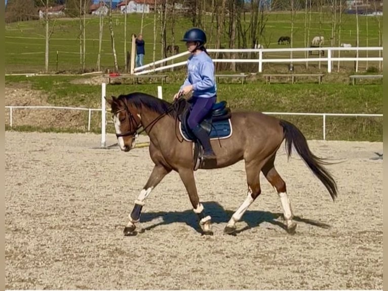 Weitere Warmblüter Wallach 13 Jahre 160 cm Brauner in Pelmberg