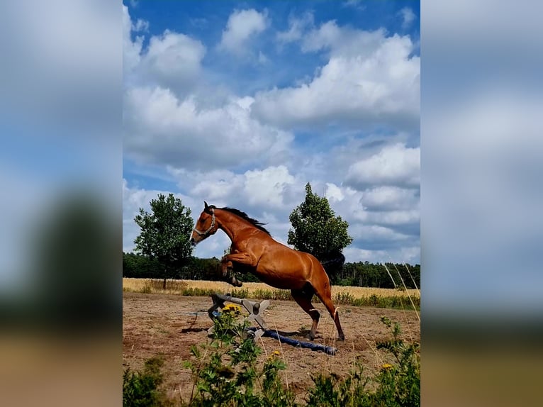 Weitere Warmblüter Mix Wallach 13 Jahre 160 cm Hellbrauner in Lehrte
