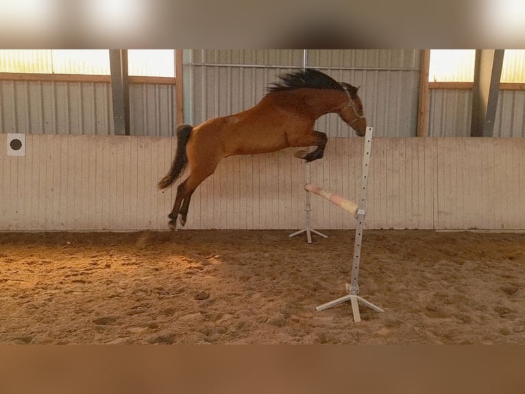 Weitere Warmblüter Mix Wallach 13 Jahre 160 cm Hellbrauner in Lehrte
