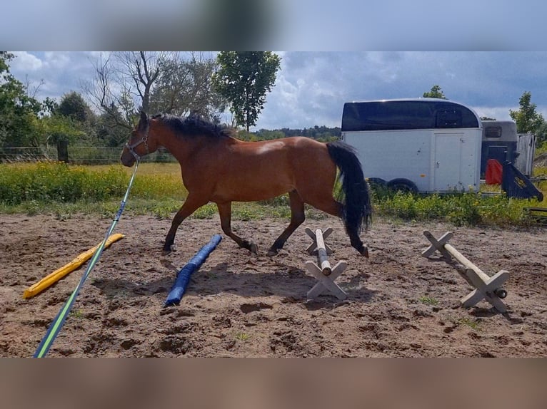 Weitere Warmblüter Mix Wallach 13 Jahre 160 cm Hellbrauner in Lehrte
