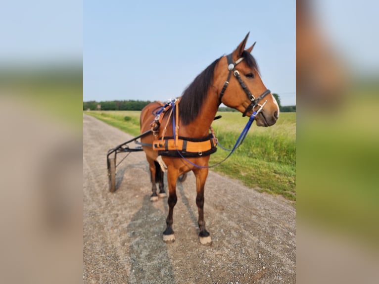 Weitere Warmblüter Mix Wallach 13 Jahre 160 cm Hellbrauner in Lehrte