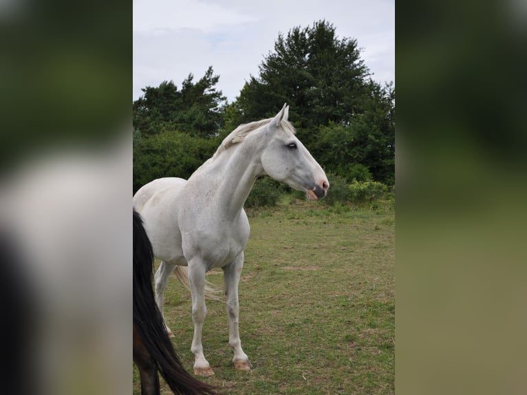 Weitere Warmblüter Wallach 13 Jahre 164 cm Schimmel in Kreuzebra