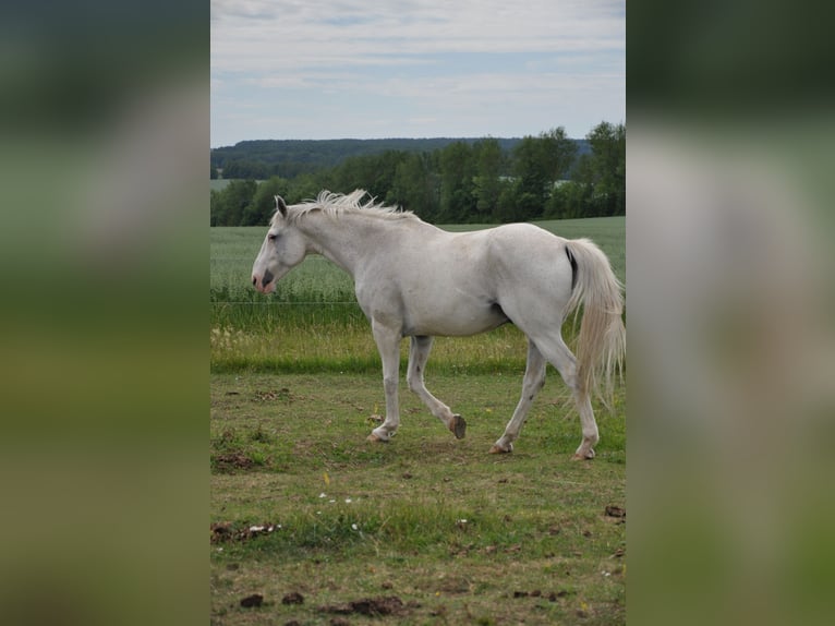 Weitere Warmblüter Wallach 13 Jahre 164 cm Schimmel in Kreuzebra