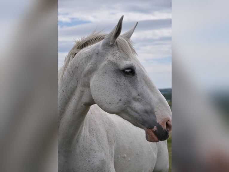 Weitere Warmblüter Wallach 13 Jahre 164 cm Schimmel in Kreuzebra