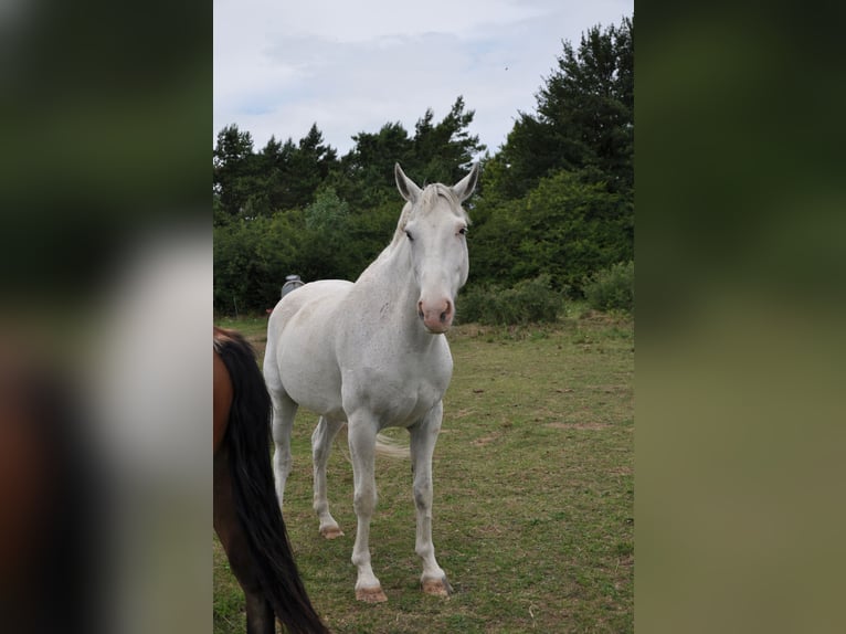 Weitere Warmblüter Wallach 13 Jahre 164 cm Schimmel in Kreuzebra