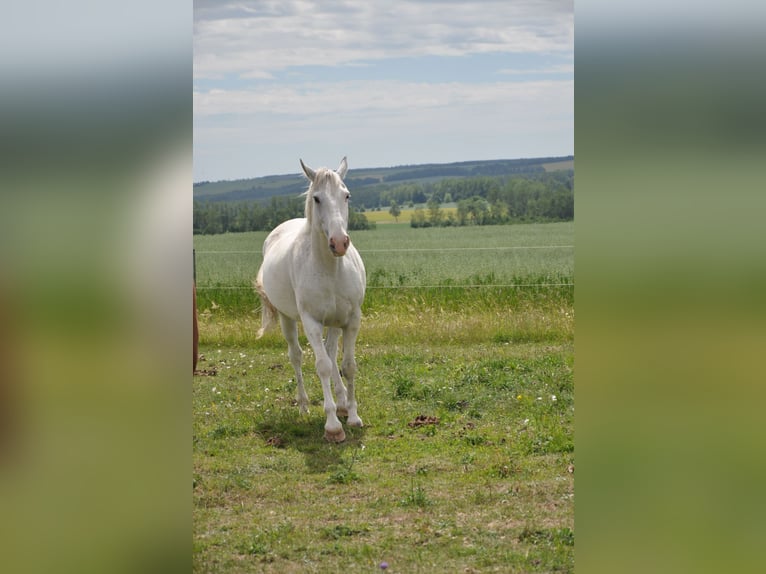 Weitere Warmblüter Wallach 13 Jahre 164 cm Schimmel in Kreuzebra