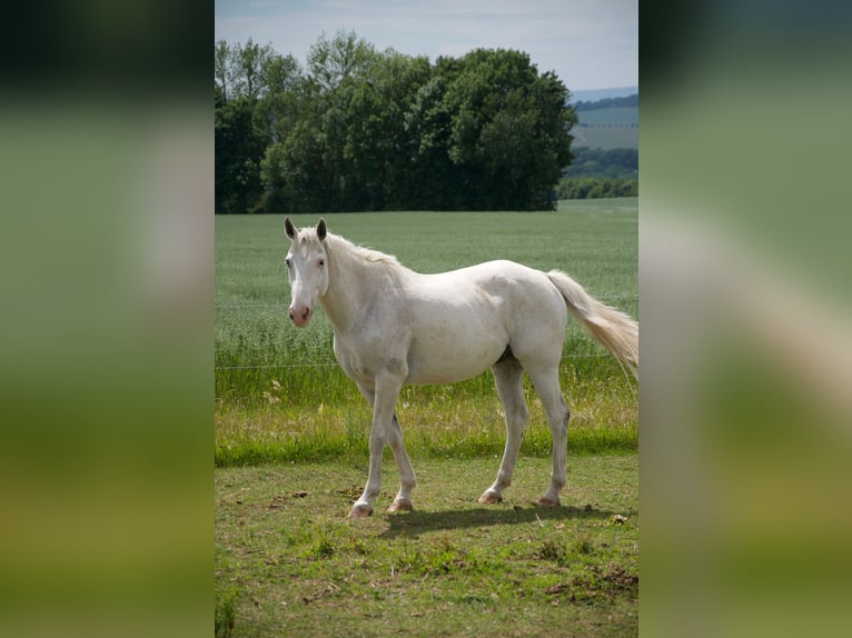Weitere Warmblüter Wallach 13 Jahre 164 cm Schimmel in Kreuzebra