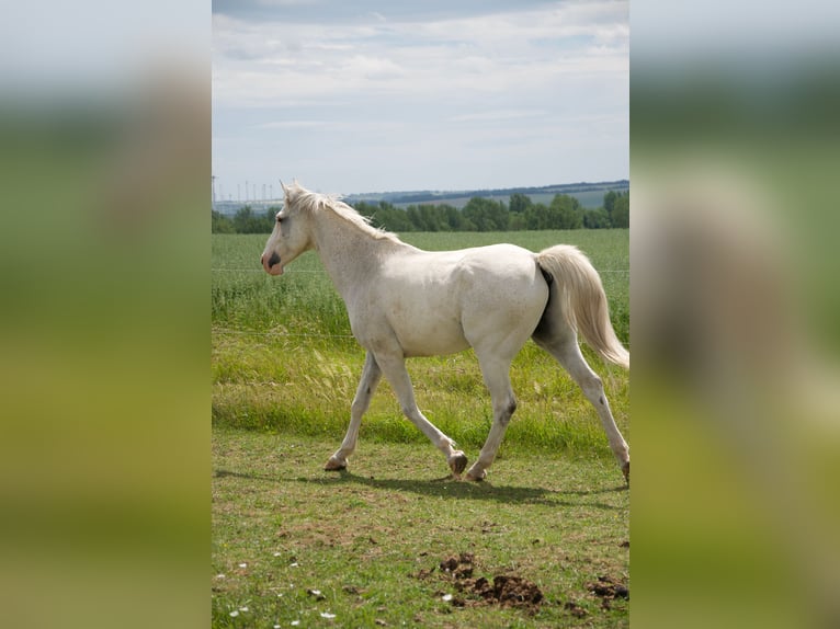 Weitere Warmblüter Wallach 13 Jahre 164 cm Schimmel in Kreuzebra