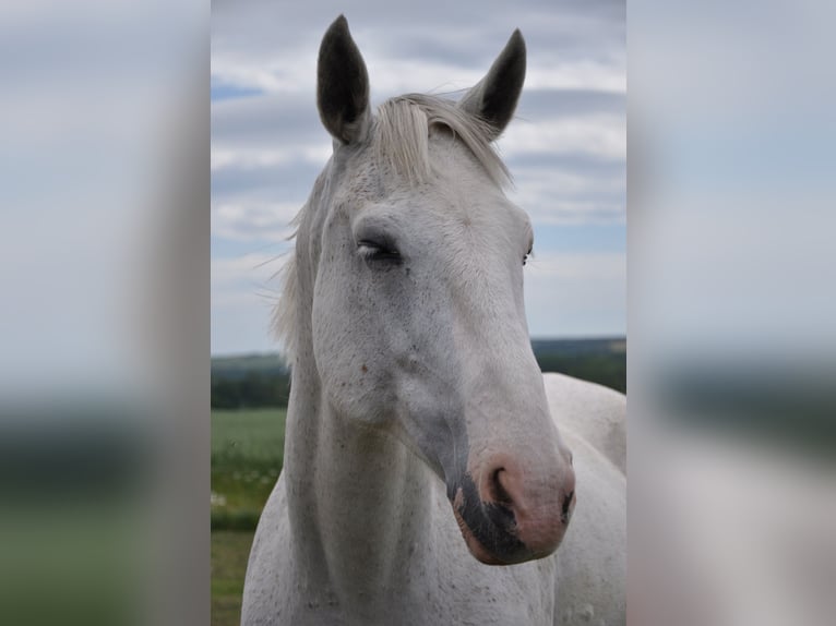 Weitere Warmblüter Wallach 13 Jahre 164 cm Schimmel in Kreuzebra