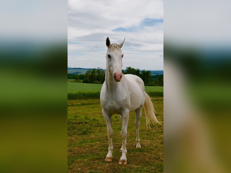 Weitere Warmblüter Wallach 13 Jahre 164 cm Schimmel in Kreuzebra
