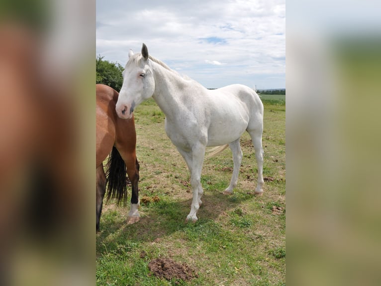 Weitere Warmblüter Wallach 13 Jahre 164 cm Schimmel in Kreuzebra