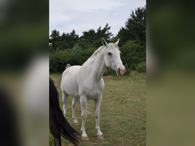 Weitere Warmblüter Wallach 13 Jahre 164 cm Schimmel in Kreuzebra