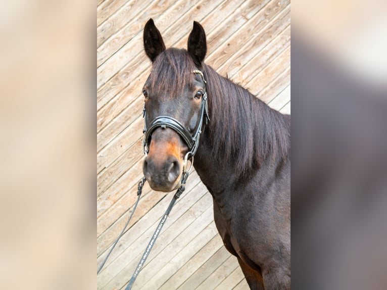 Weitere Warmblüter Mix Wallach 13 Jahre 165 cm Brauner in Pramet