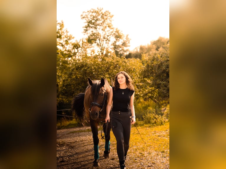 Weitere Warmblüter Mix Wallach 13 Jahre 165 cm Brauner in Pramet