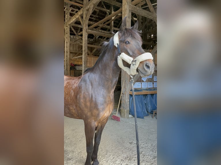 Weitere Warmblüter Mix Wallach 13 Jahre 165 cm Brauner in Pramet