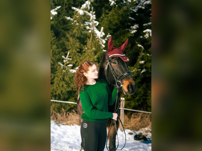 Weitere Warmblüter Mix Wallach 13 Jahre 165 cm Brauner in Pramet
