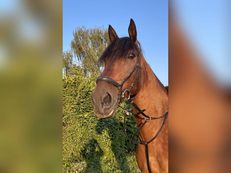 Weitere Warmblüter Wallach 13 Jahre 165 cm Brauner in Neulingen