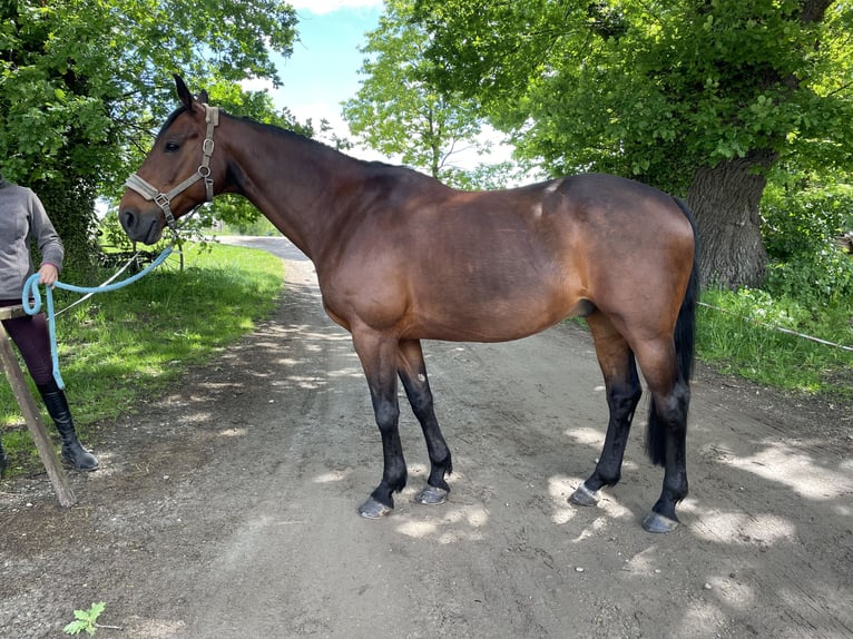 Weitere Warmblüter Wallach 13 Jahre 165 cm Brauner in Salzkotten