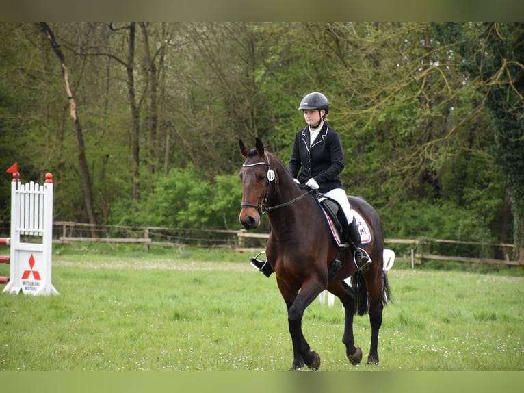 Weitere Warmblüter Wallach 13 Jahre 165 cm Brauner in Salzkotten