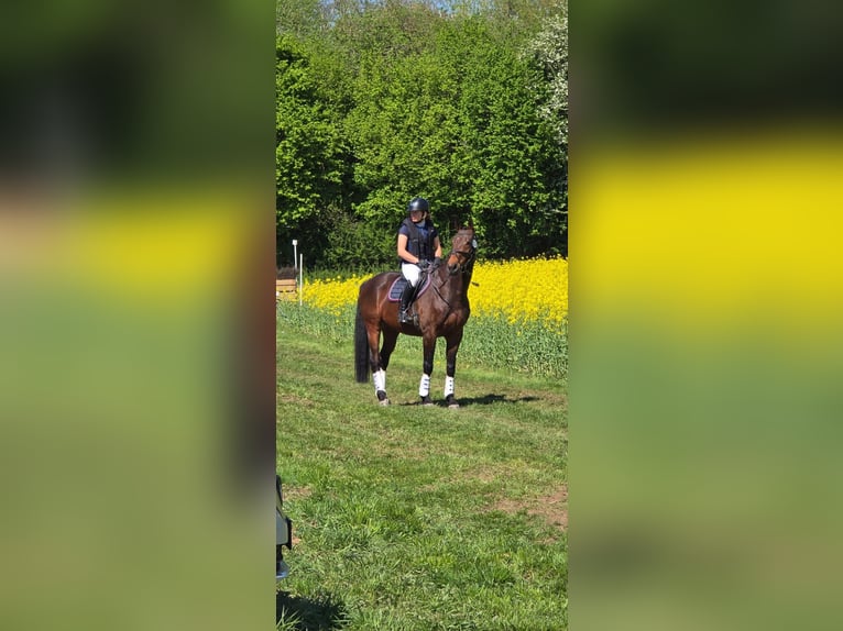 Weitere Warmblüter Wallach 13 Jahre 165 cm Brauner in Salzkotten