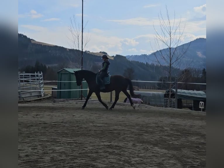 Weitere Warmblüter Wallach 13 Jahre 165 cm Schwarzbrauner in Bischoffeld