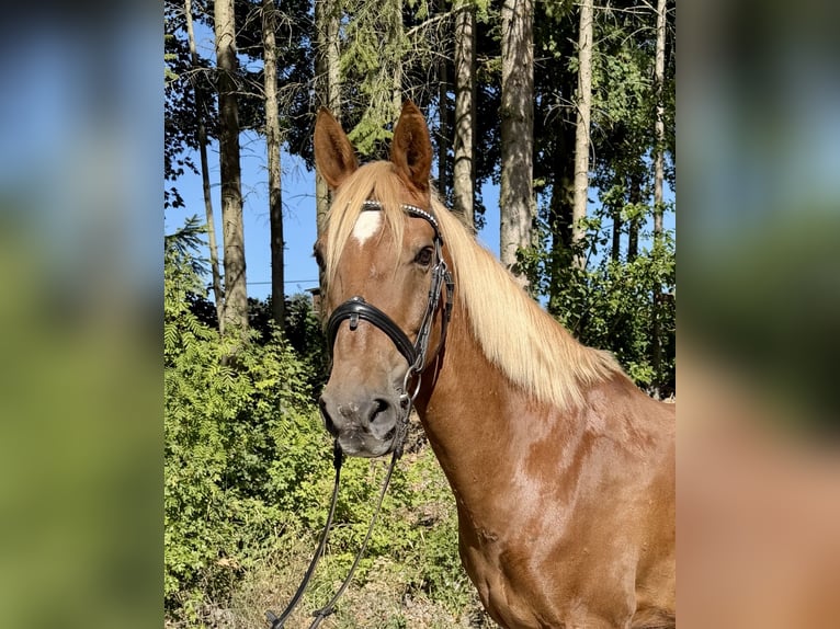 Weitere Warmblüter Wallach 13 Jahre 166 cm Fuchs in Davidschlag