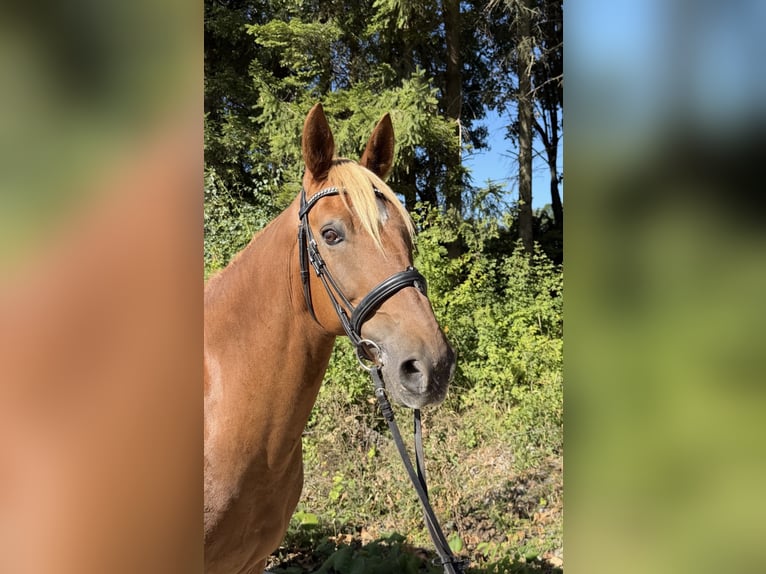 Weitere Warmblüter Wallach 13 Jahre 166 cm Fuchs in Davidschlag