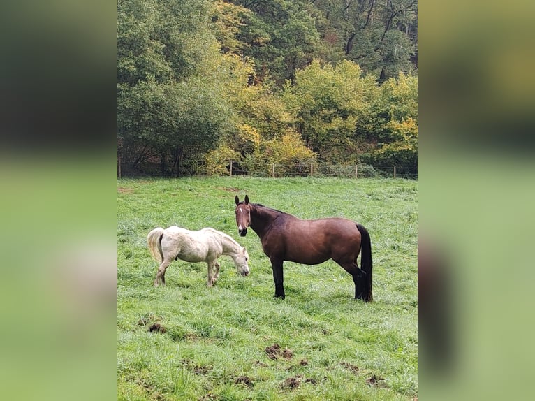 Weitere Warmblüter Wallach 13 Jahre 169 cm Brauner in Bad Münstereifel