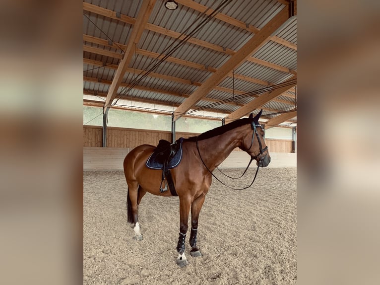 Weitere Warmblüter Wallach 13 Jahre 169 cm Brauner in V&#xF6;cklabruck