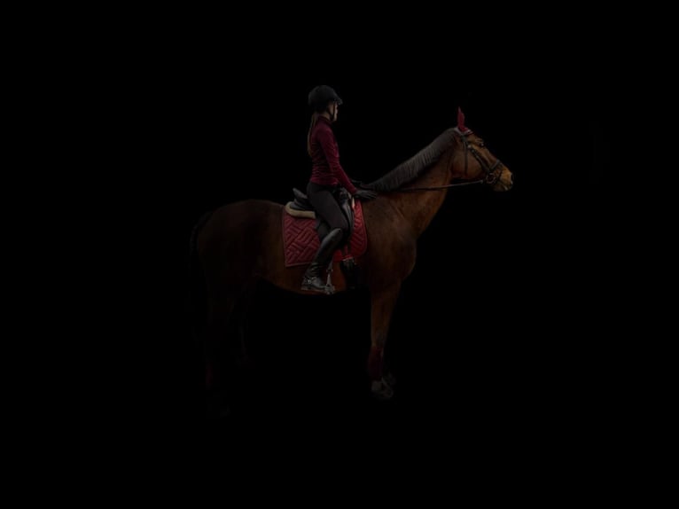 Weitere Warmblüter Wallach 13 Jahre 169 cm Brauner in V&#xF6;cklabruck